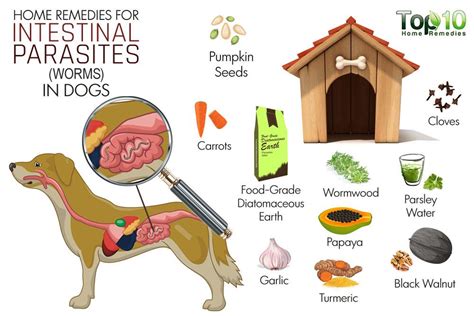 intestinal worm control for dogs